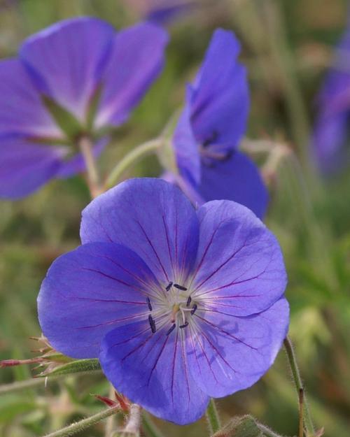 Geranium 'Brookside'