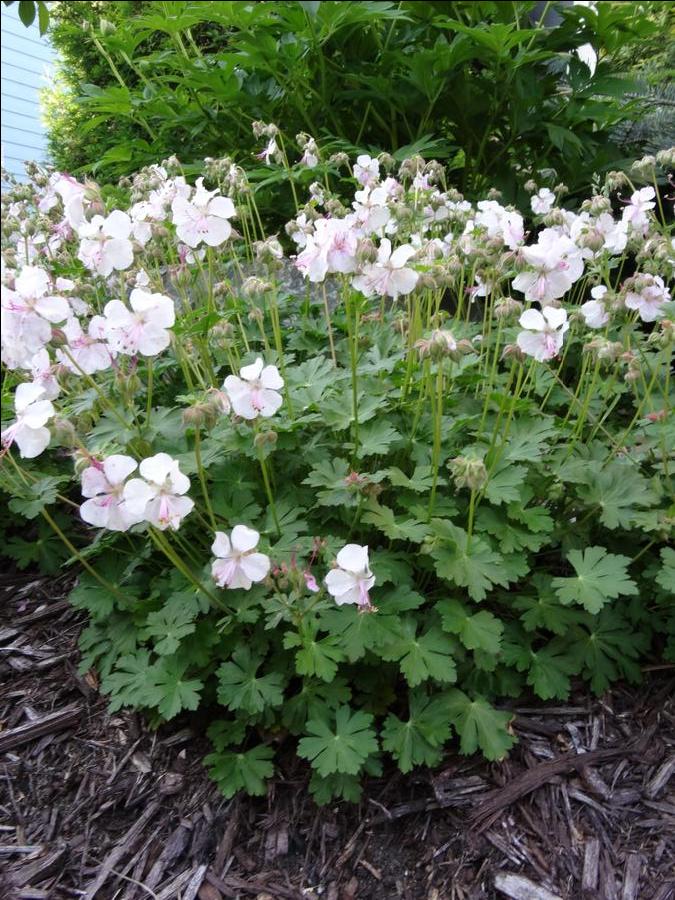 Geranium cantabrigiense 'Biokovo'