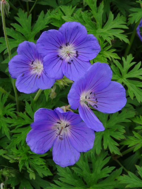 Geranium 'Orion'