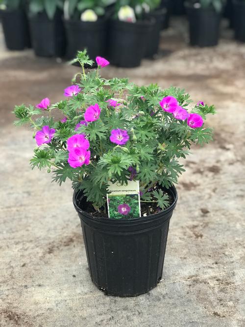 Geranium sanguineum (Cranesbill)