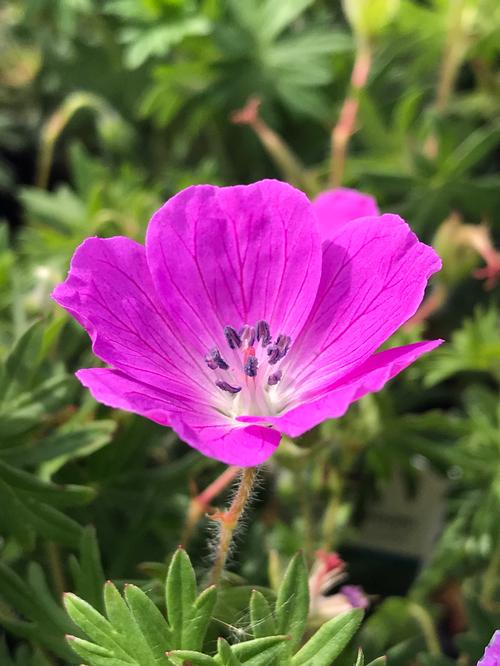 Geranium sanguineum 'New Hampshire Purple'