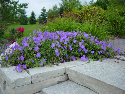 Geranium 'Rozanne'