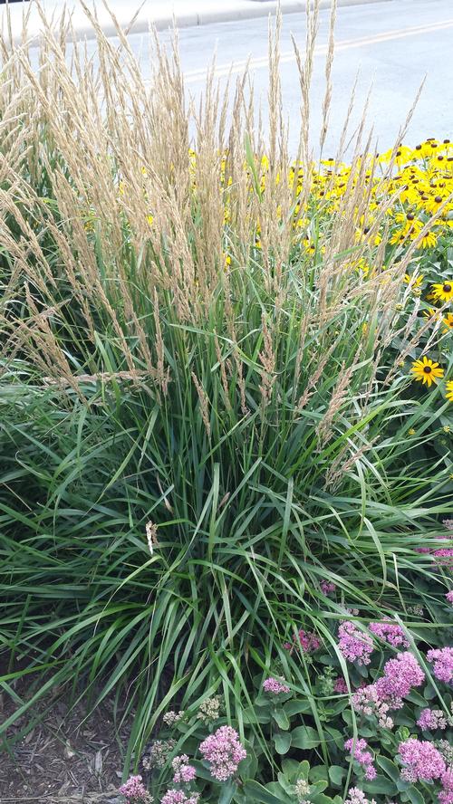 Calamagrostis acutiflora 'Karl Foerster'