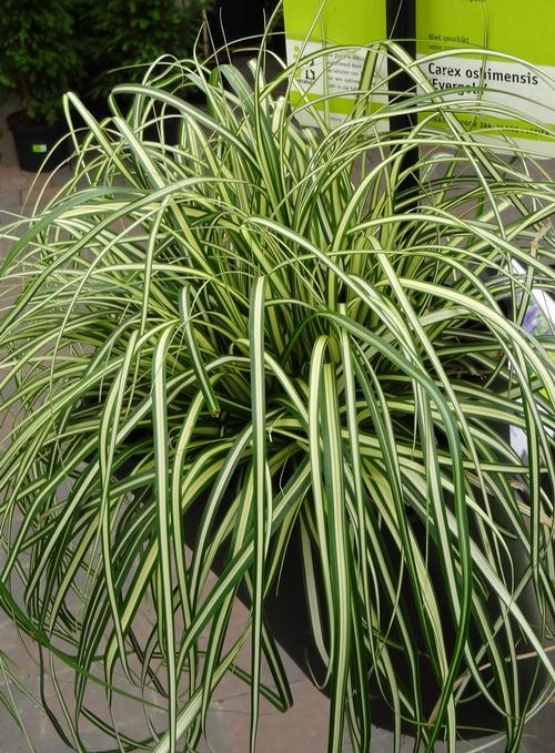 Carex oshimensis 'Evergold'