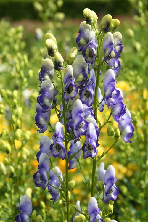 Aconitum cammarum 'Bicolor'