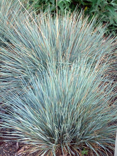 Helictotrichon sempervirens (Blue Oat Grass)