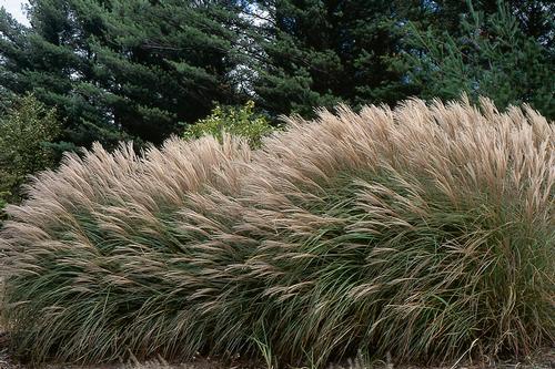 Miscanthus sinensis 'Adagio'