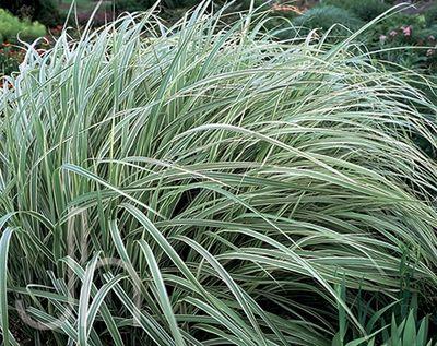 Miscanthus sinensis 'Dixieland'