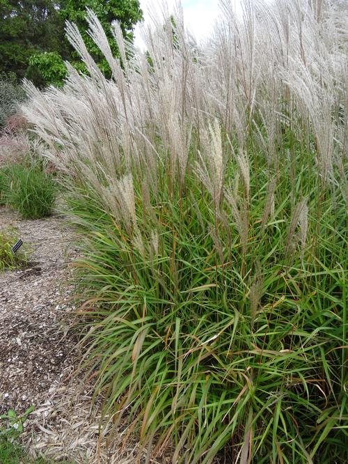 Miscanthus sinensis 'Purpurascens'