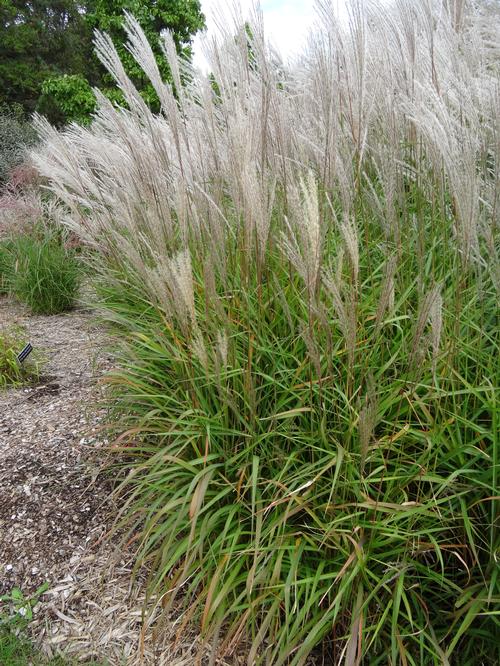 Miscanthus sinensis 'Purpurascens'