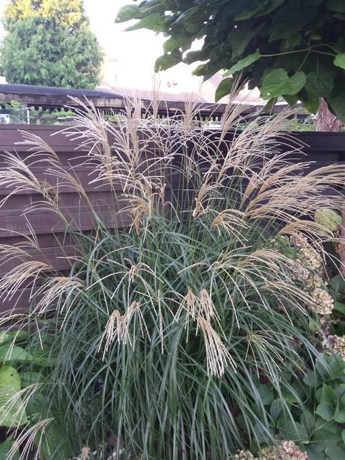 Miscanthus sinensis 'Silberfeder'