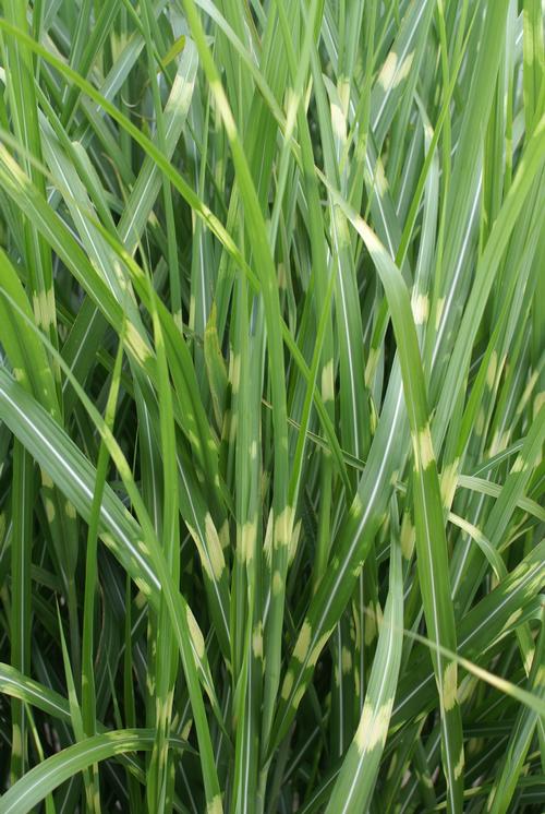 Miscanthus sinensis 'Strictus'