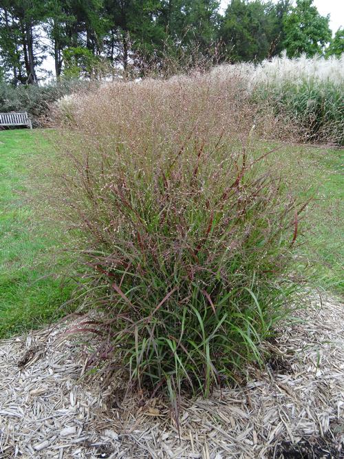 Panicum virgatum 'Shenandoah'