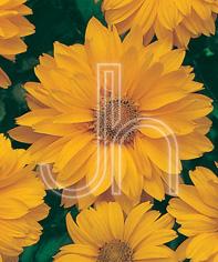 Heliopsis helianthoides 'Venus'