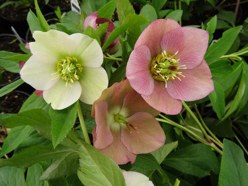 Helleborus orientalis 'Royal Heritage™ Strain'
