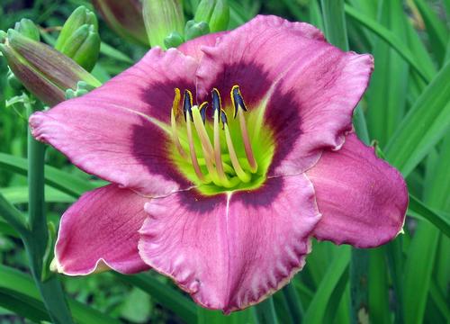 Hemerocallis 'Always Afternoon'