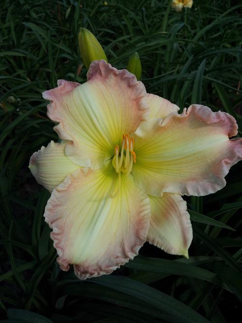 Hemerocallis (Daylily)
