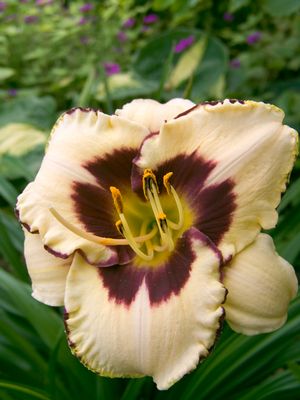 Hemerocallis 'Canadian Border Patrol'