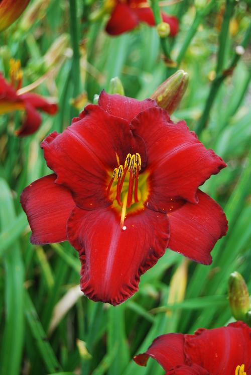 Hemerocallis 'Chicago Apache'