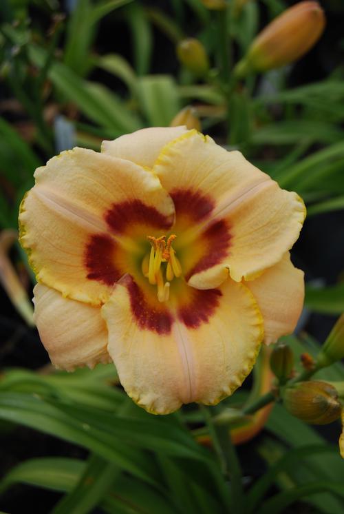 Hemerocallis 'Custard Candy'