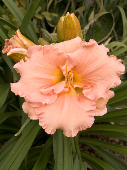 Hemerocallis 'Elizabeth Salter'