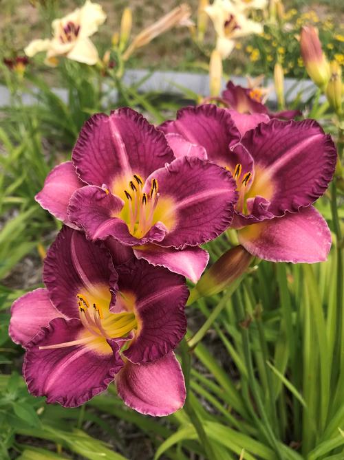 Hemerocallis 'Entrapment'