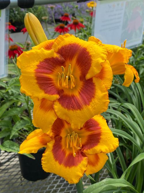 Hemerocallis 'Fooled Me'