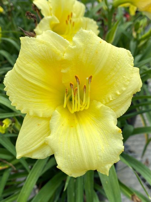 Hemerocallis 'Happy Returns'