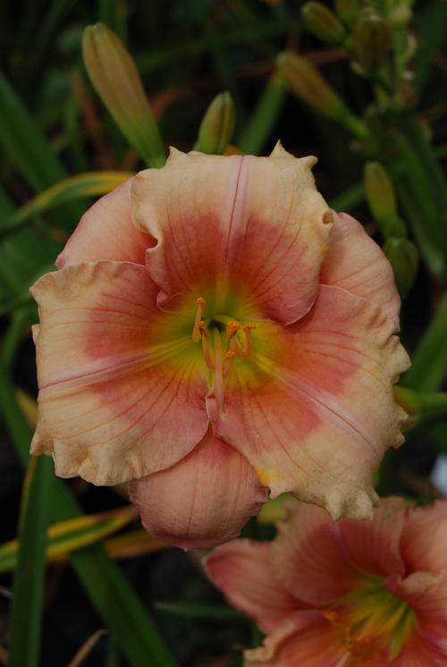 Hemerocallis 'Janice Brown'