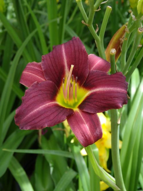 Hemerocallis 'Mary Reed'