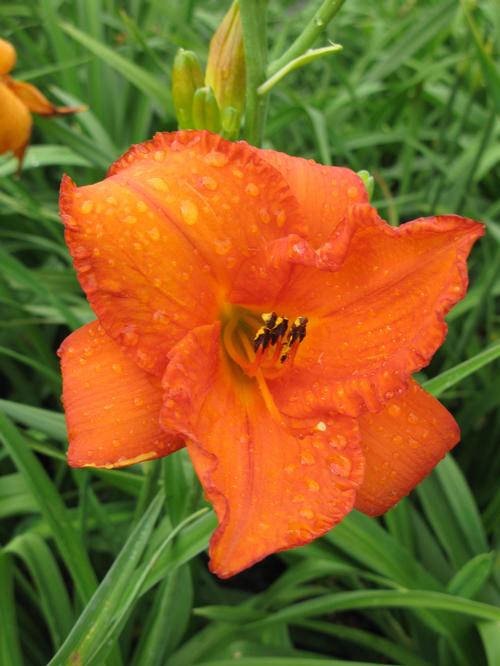 Hemerocallis 'Mauna Loa'