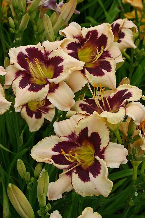 Hemerocallis 'Moonlit Masquerade'