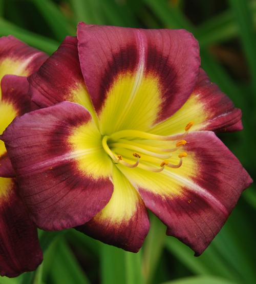 Hemerocallis 'Night Beacon'