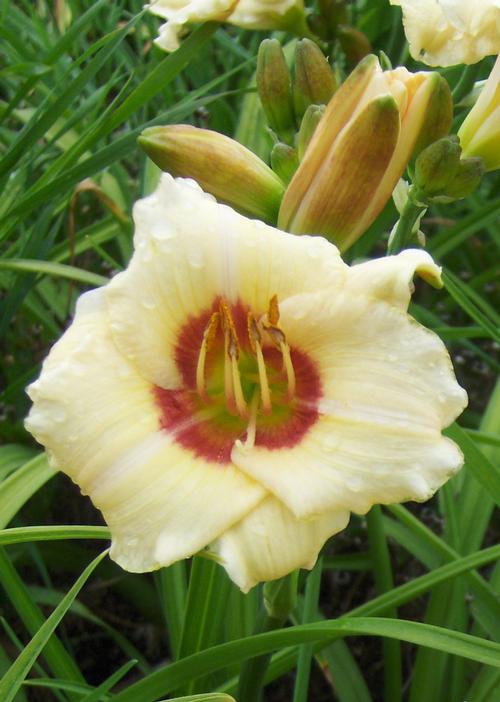 Hemerocallis 'Pandora's Box'