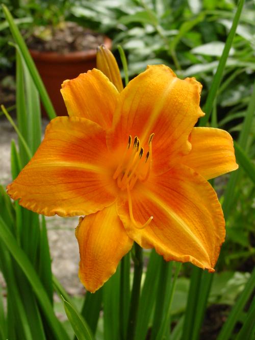 Hemerocallis 'Rocket City'