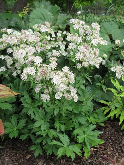 Astrantia major 'Star of Billion'