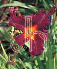 Hemerocallis 'Salieri'