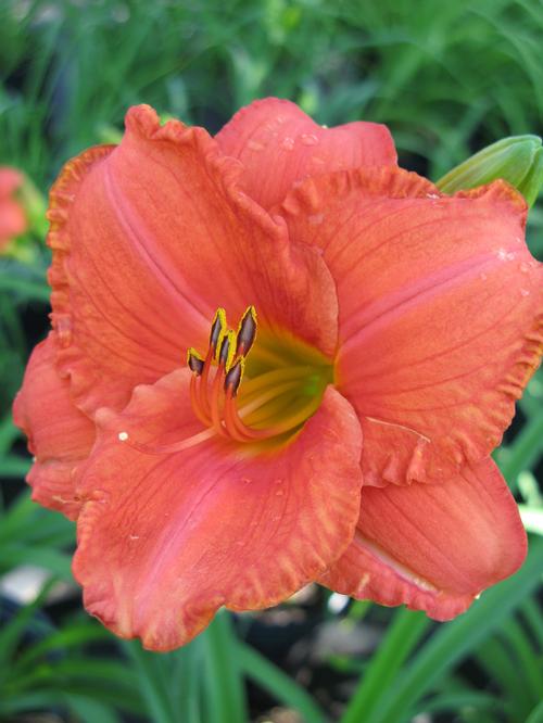 Hemerocallis 'South Seas'