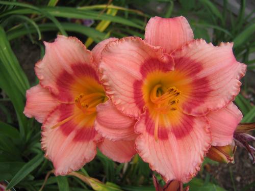 Hemerocallis 'Strawberry Candy'