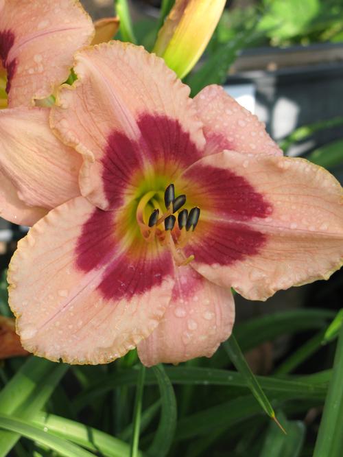 Hemerocallis 'Wineberry Candy'