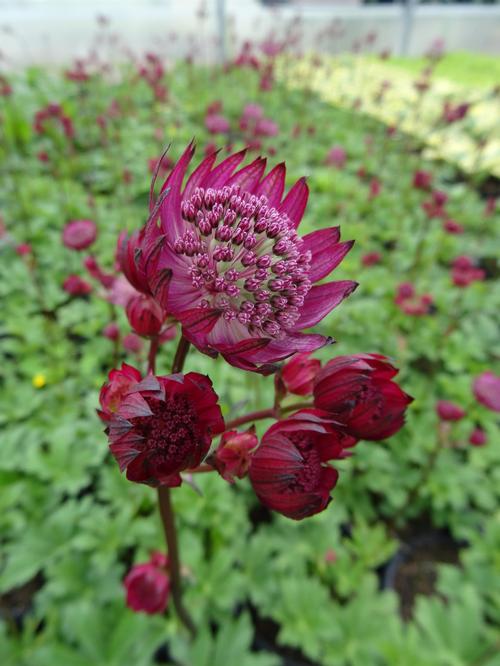 Astrantia major 'Star of Fire'