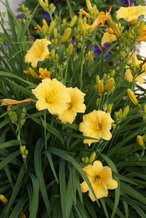 Hemerocallis 'Stella D'Oro'