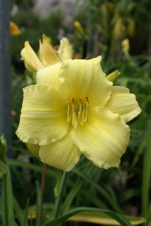 Hemerocallis 'Stella Supreme'