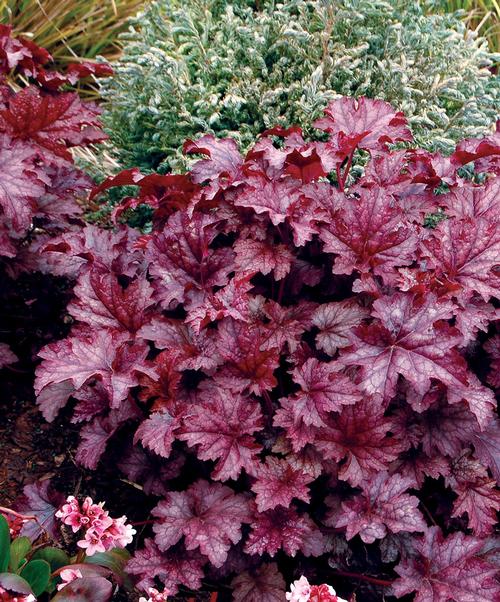 Heuchera 'Amethyst Mist'