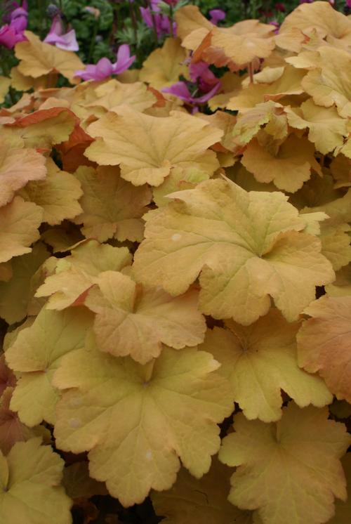 Heuchera 'Caramel'