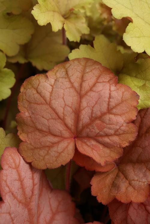 Heuchera 'Georgia Peach'