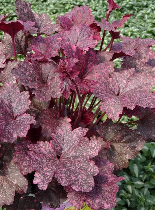 Heuchera 'Midnight Rose'