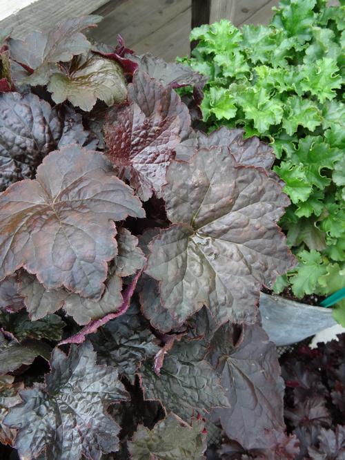 Heuchera micrantha 'Palace Purple'