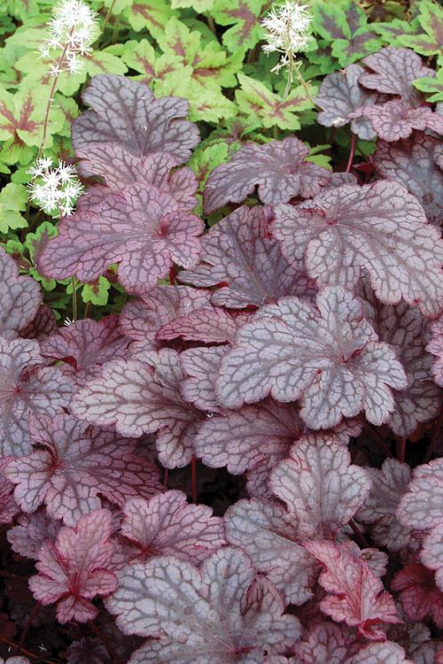 Heuchera 'Plum Pudding'