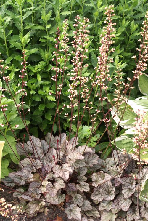 Heuchera 'Silver Scrolls'